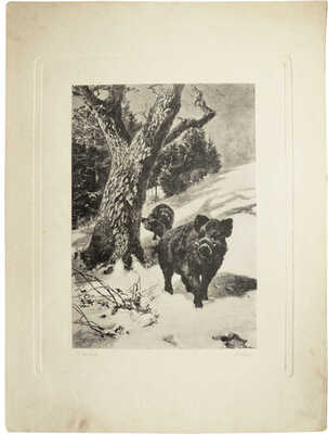 Неизвестный художник (Маффей Г.). Кабаны 